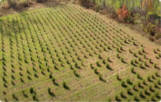 Big Green Giant Arborvitae | Family run tree farm serving PA