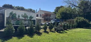 Green Giant arborvitae being planted between a Doylestown backyard and neighboring office parking area.
