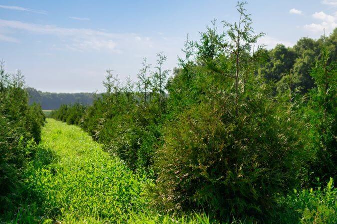 Rows of Thuja Green Giants in a field