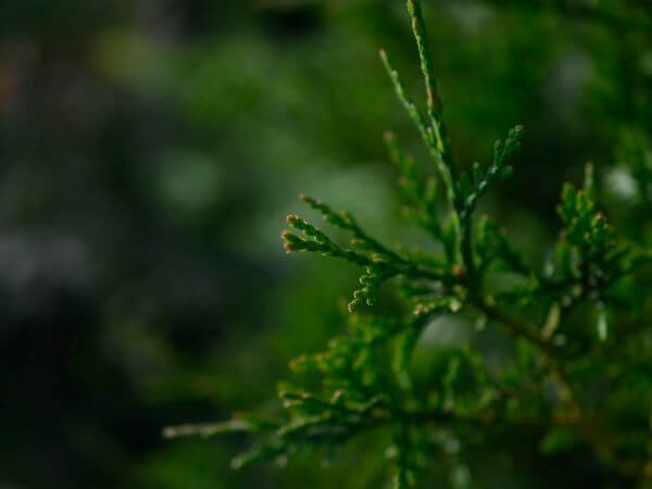 Close up of thuja leaves