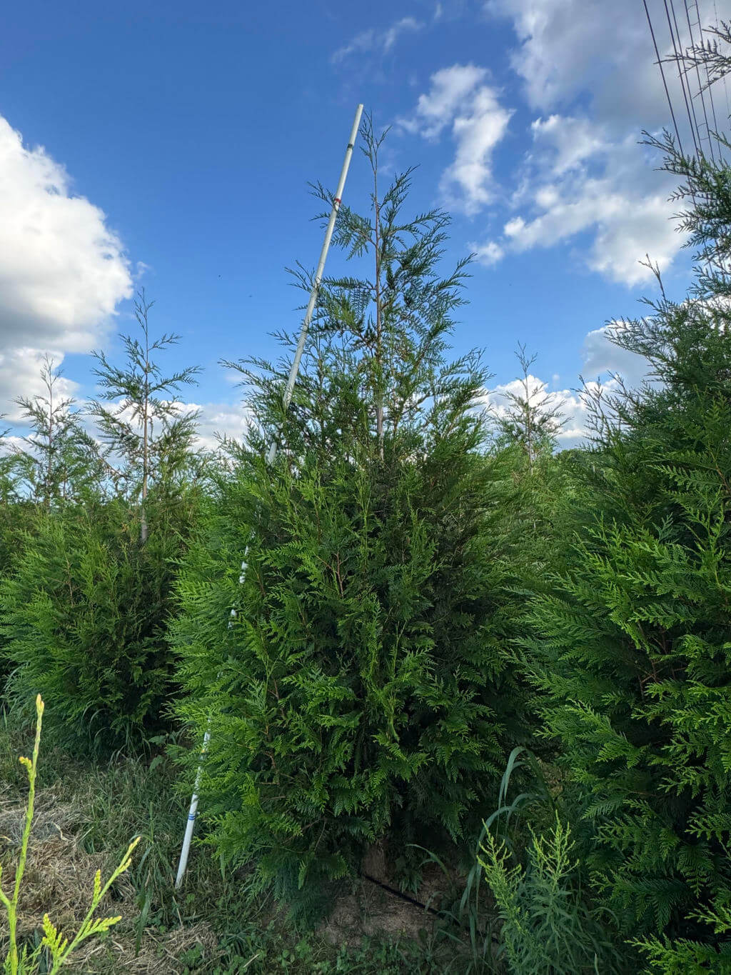 Excelsa Arborvitae