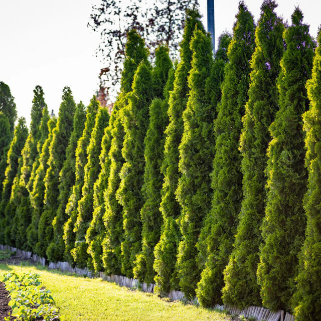 Lone thuja green giant arborvitae tree in field with distant deciduous tree line and blue sky