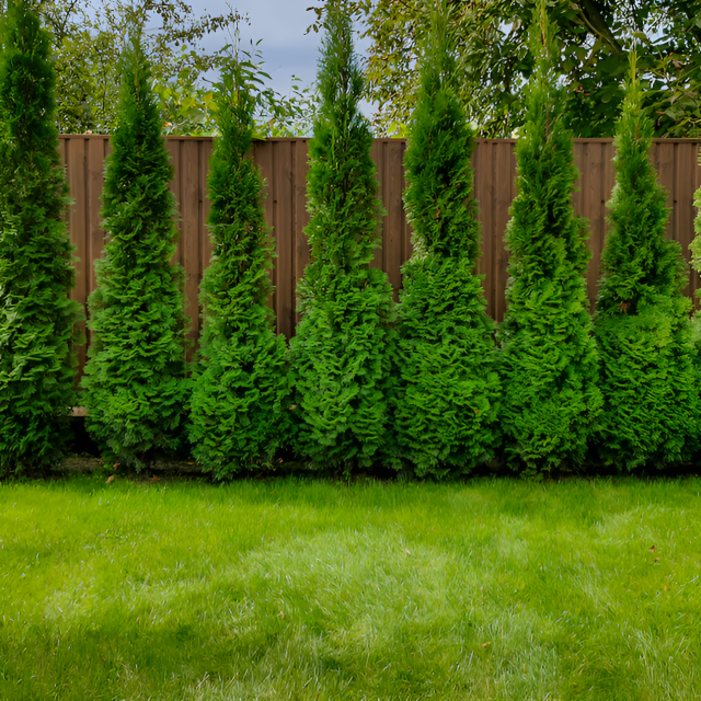 Green giant arborvitae hedge row with tall columnar shape viewed diagonally