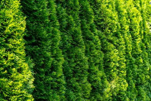 Green giant arborvitae hedge row in front of cabin showing broad dense growth
