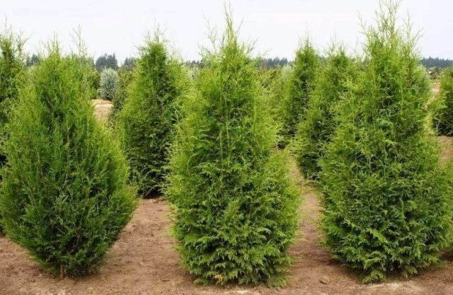 Green giant arborvitae hedge row with tall columnar shape viewed diagonally