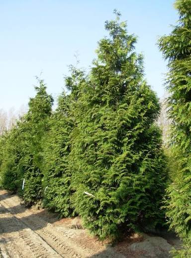 Well pruned green giant arborvitae hedge row