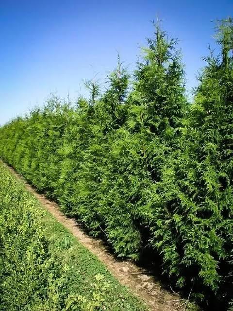 Green giant arborvitae hedge row in front of cabin showing broad dense growth