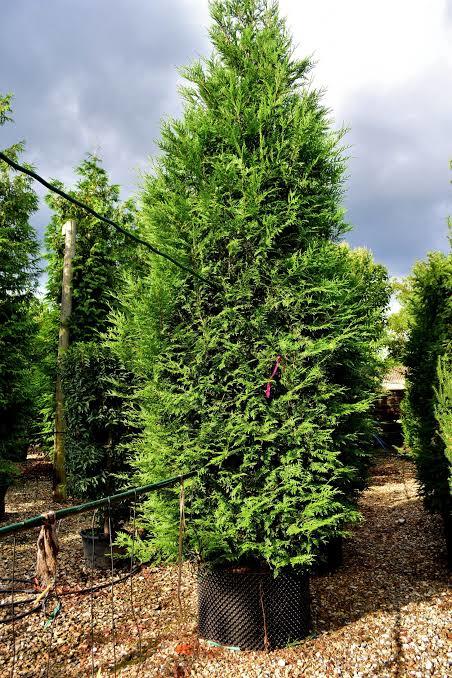 Thuja green giant arborvitae hedge row blocking view of yard from street