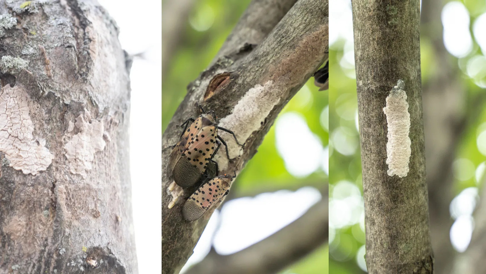How To Find And Remove Spotted Lanternfly Eggs 