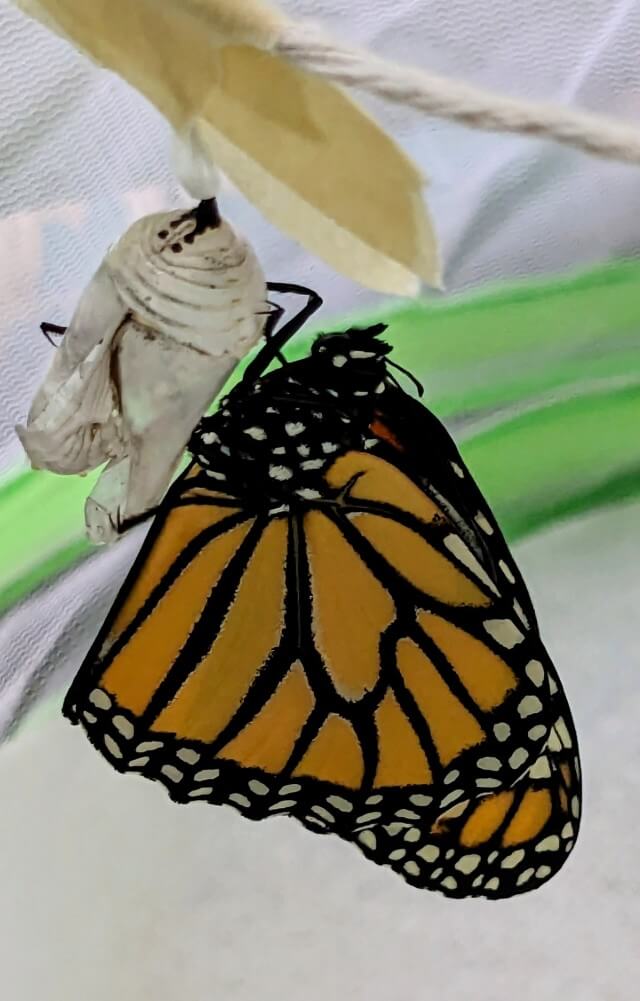 687ee49aa6585.jpg