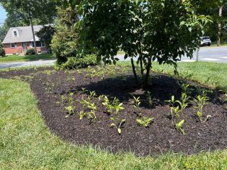Completed native planting bed in Wilmington, DE ready to grow into meadow-like garden