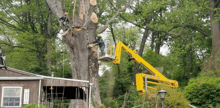 Strobert Tree Services gallery 7