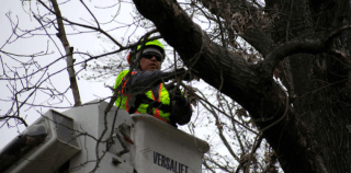 Pruning Services