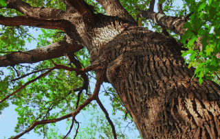 Tree Cabling Services