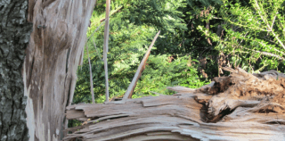 Storm Damage Services