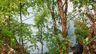 Tree Cabling Services