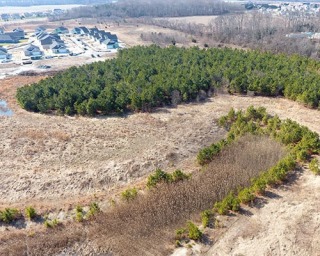Commercial Tree Services
