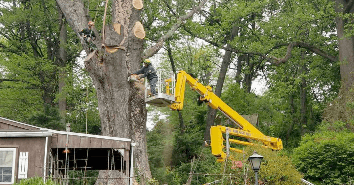 Strobert Tree Services gallery 5