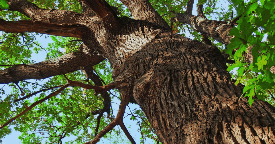 Strobert Tree Services work site