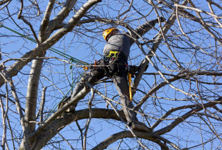 Pruning Services