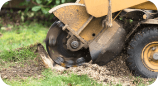 Stump Grinding in Newark, Delaware