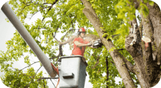 Tree Trimming in Newark, Delaware