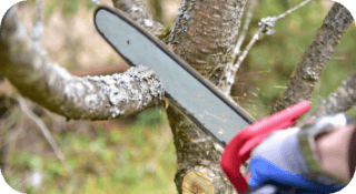 Tree Pruning in Newark, Delaware