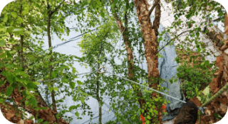Tree Cabling in Newark, Delaware