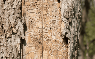 Image of squiggly lines on wood under bark: Signs of Emerald Ash Borer Infestation