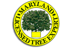 Strobert Tree Services gallery 3