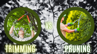 Two images of gardeners or arborists holding lopper showing the difference between trimming and pruning