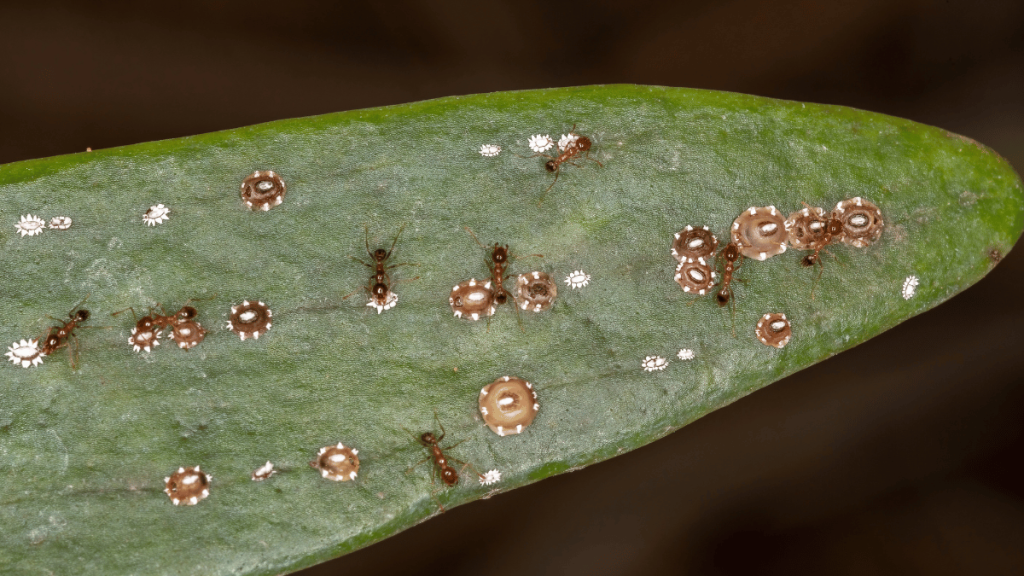 Types of Scale Insects | Strobert Tree Services