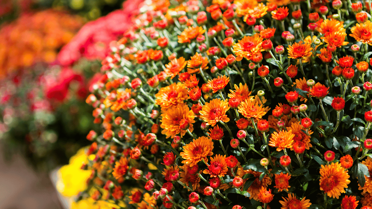 Do Perennials Come Back Every Year | Strobert Tree Services