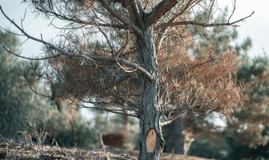 How to Tell If a Pine Tree Is Dead or Dying | Strobert Tree Services
